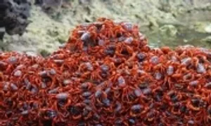 Hàng chục triệu cua đỏ bắt đầu cuộc di cư hàng năm