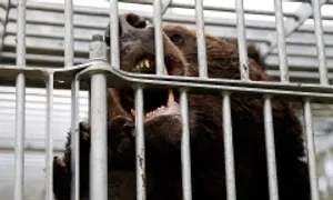 Nhật cho phép cảnh sát dùng súng trường bắn hạ gấu